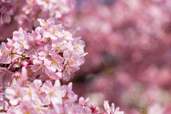 Fototapeta 旧中川の河津桜　東京都江戸川区平井
