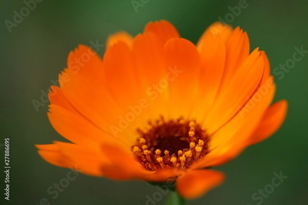 Fototapeta Orange calendula