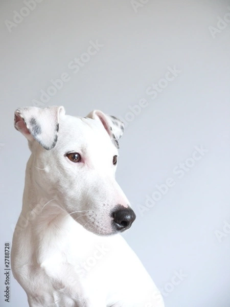 Obraz chien jack russell 4