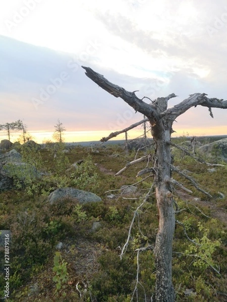 Obraz wind turbines on the hill