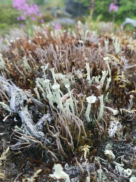 Obraz flowers in the forest