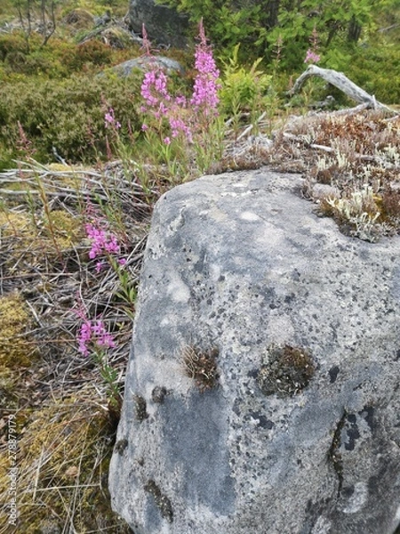 Obraz waterfall in forest