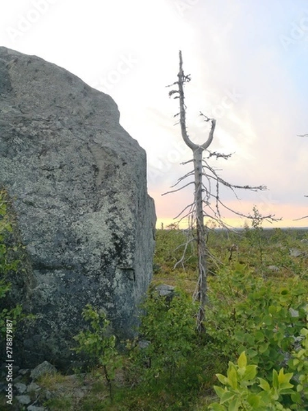 Obraz tree in mountains