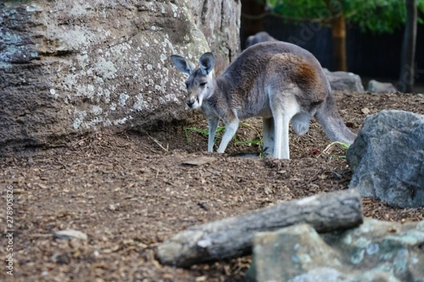 Fototapeta A kangaroo on the grass in a park in Australia