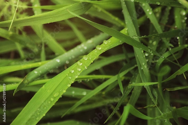 Fototapeta Beutiful green grass close up with drops of water in summertime. Soft and blur conception