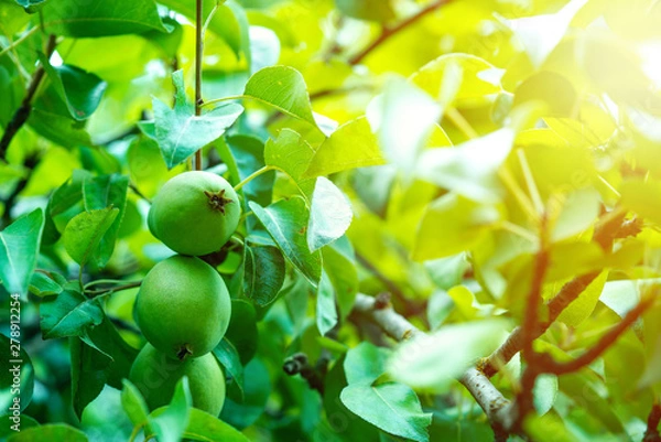Fototapeta pear tree and pears on branch