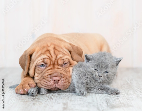 Fototapeta Puppy hugging kitten on the floor at home