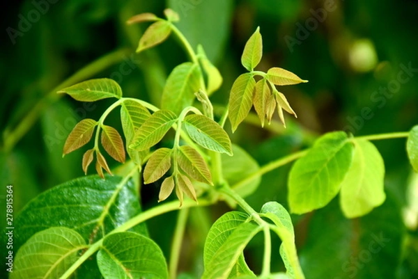 Obraz Close-up green plant at the garden near zayandeh rood, Isfahan, Iran