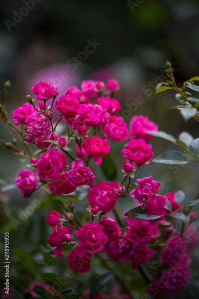 Obraz Magenta rose bush on a dark background.