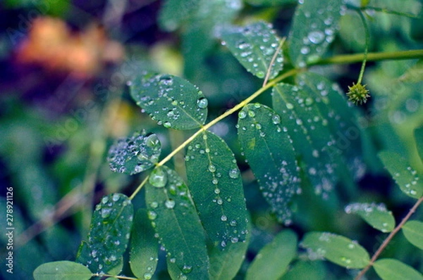 Obraz raindrops on leaf