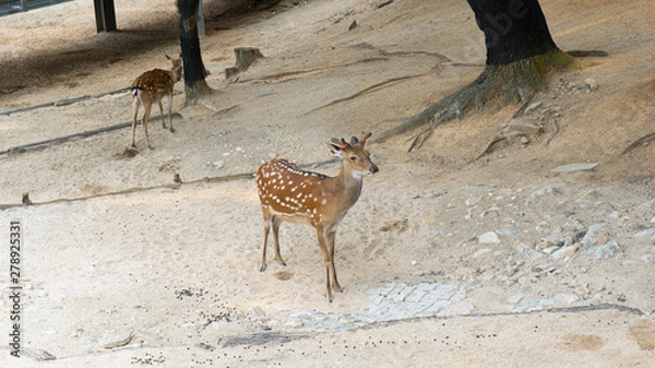 Obraz 동물원 사슴