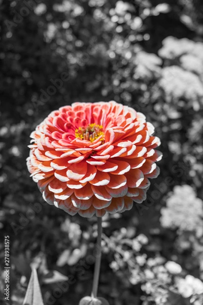 Fototapeta Zinnia on black and white background