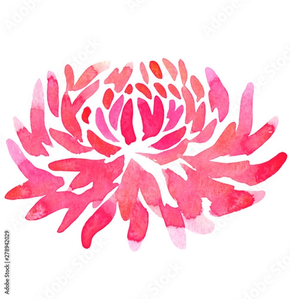 Fototapeta abstract flower pink chrysanthemum dahlia