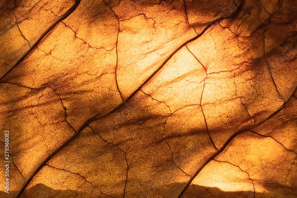 Obraz dry tobacco leaf close-up macro