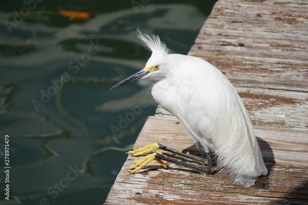 Obraz Sitting on the dock 