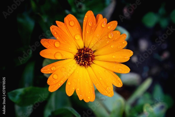 Obraz Close view of Calendula Officinalis blossom