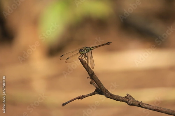 Obraz dragonfly on a branch