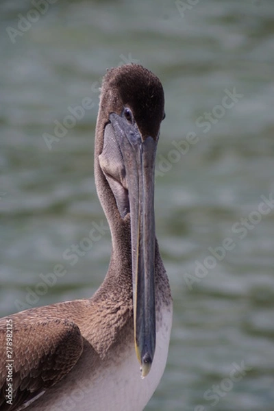 Obraz Florida Brown pelican