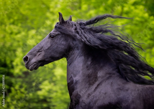 Fototapeta A beautiful Friesian stallion with a long mane runs free