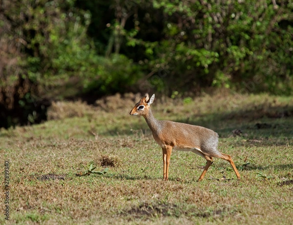 Obraz Kirk's dik dik