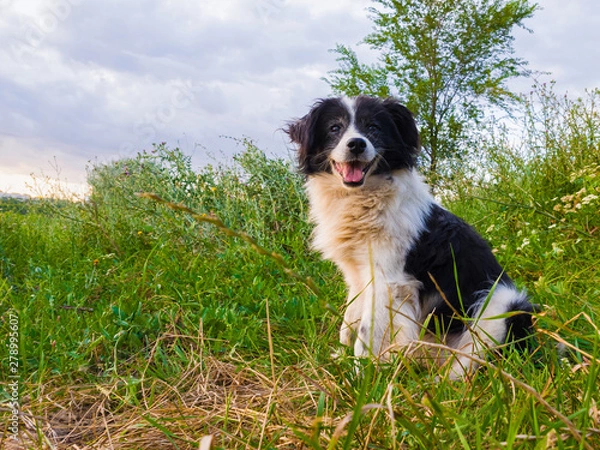 Fototapeta Happy dog portrait seated on the green grass in the middle of the nature looking to camera with mouth open enjoying the silence of a sunny day.