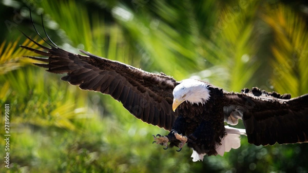 Fototapeta Orzeł 06