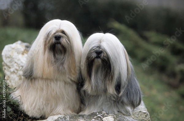 Fototapeta Lhasa Apso