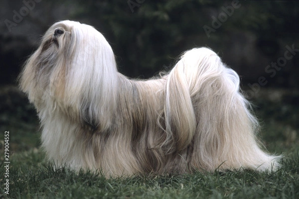 Fototapeta Lhasa Apso