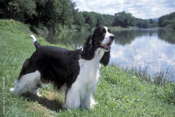 Fototapeta English Springer Spaniel