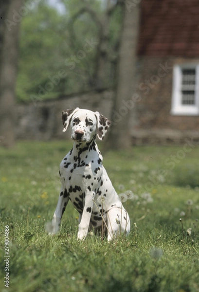 Fototapeta Dalmatian dog outside