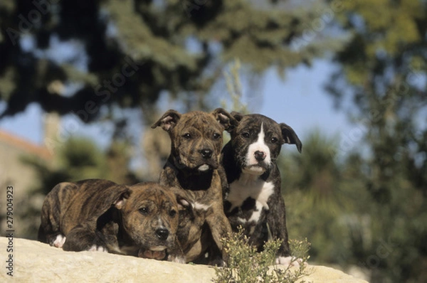 Fototapeta American Staffordshire Terrier puppies