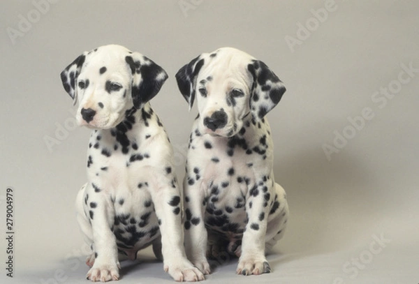 Obraz Dalmatian dog ouooies