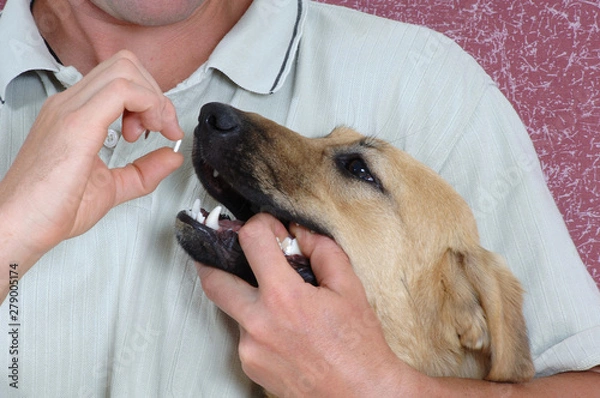 Fototapeta Mutt taking medicine