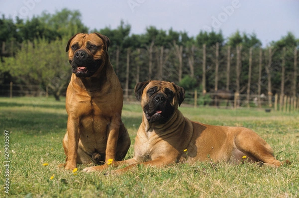 Fototapeta Bullmastiff