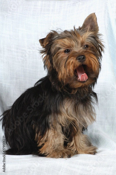 Fototapeta Yorkshire Terrier