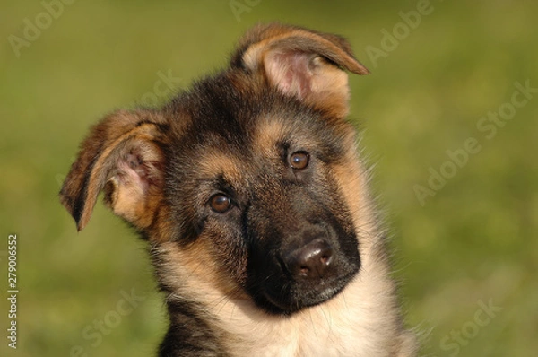 Fototapeta German Shepherd