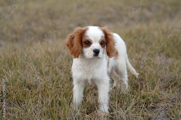 Obraz Cavalier King Charles Spaniel