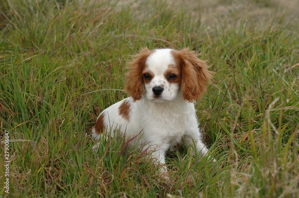 Obraz Cavalier King Charles Spaniel