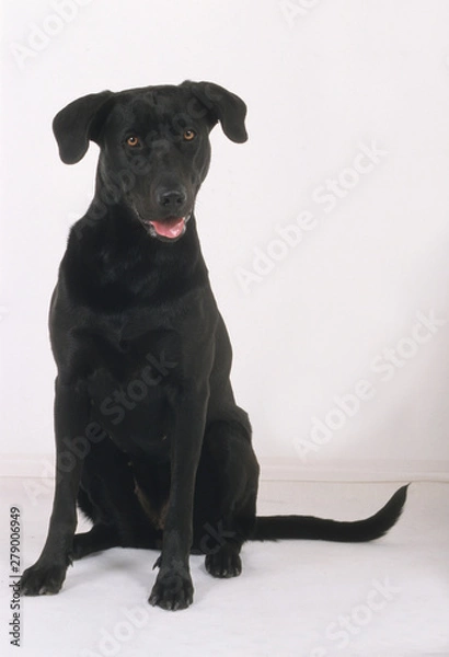Fototapeta Majorca Shepherd Dog