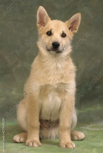 Fototapeta Norwegian Buhund