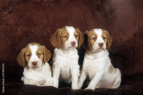 Fototapeta Brittany Spaniel