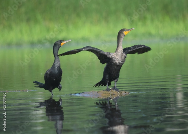 Obraz Two Cormorants