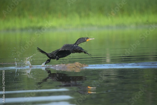 Obraz Cormorant Taking Flight