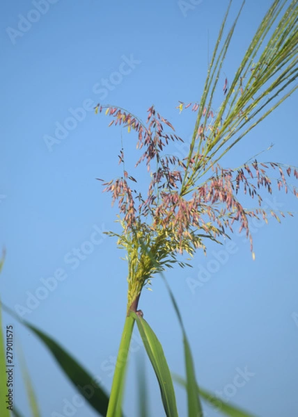 Obraz Wild Rice