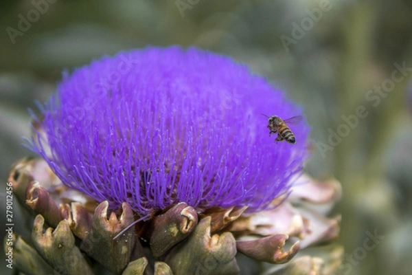 Obraz  bee pollinating an artichoke flower