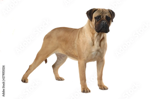 Fototapeta Bullmastiff