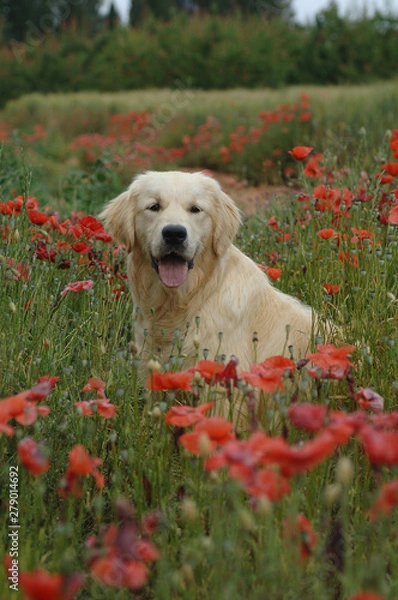 Fototapeta Golden Retriever