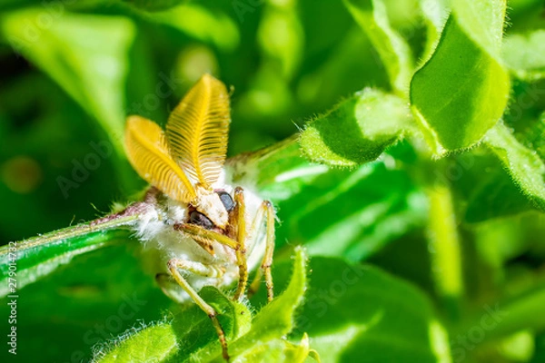 Obraz luna moth in plant