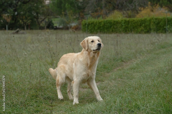 Obraz Golden Retriever