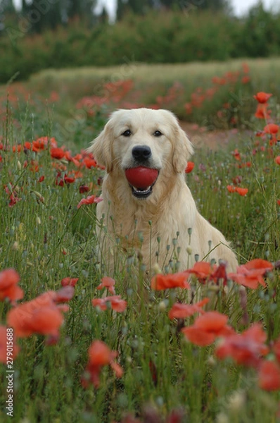 Obraz Golden Retriever